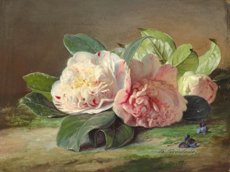 1817-Theude Grönland - Peonie rosa in fiore